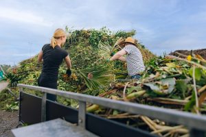 Green waste drop-off at Penrose yard. Bring your trailer, ute or van. Fibrous waste such as palm, flax, bamboo and even logs are accepted