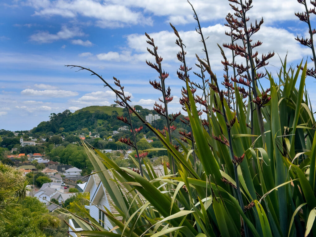 Auckland's maunga are an indication of volcanic soil in nearby gardens
