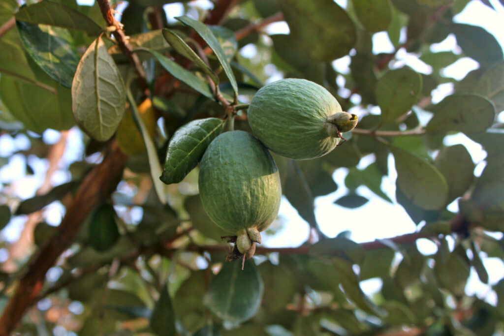 Feijoa fruit hanging on treee