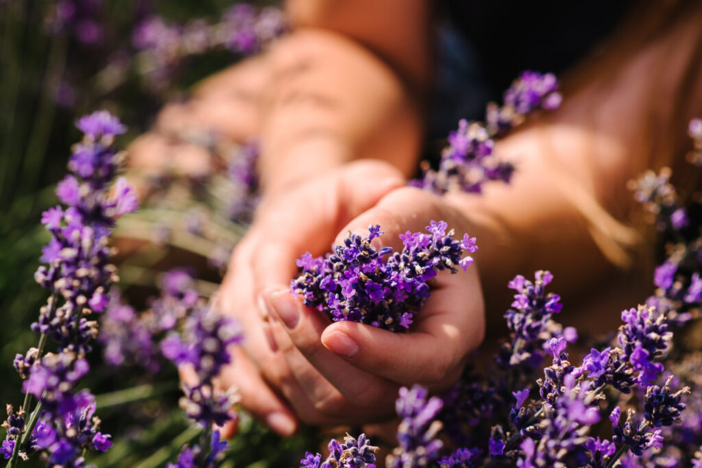 Lavender nostalgia