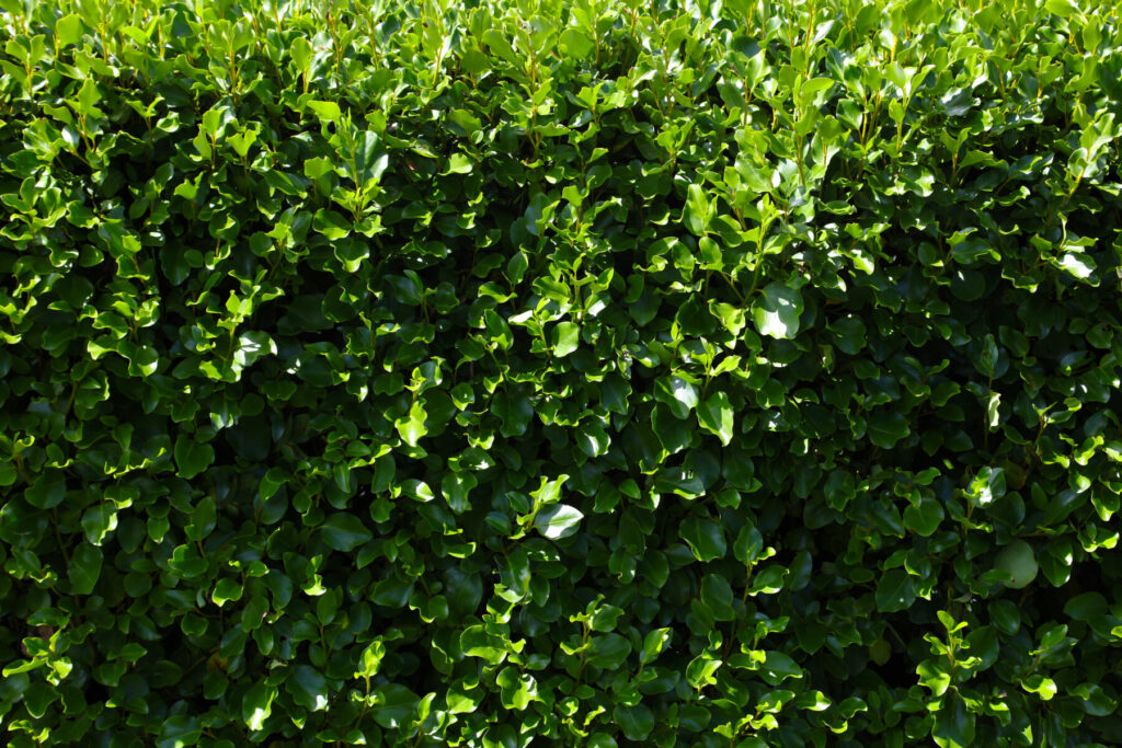 How to prune a Griselina hedge