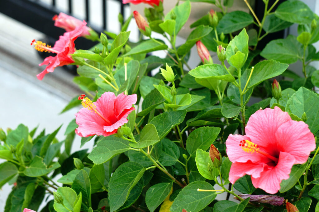 Hibiscus bush in Auckland with pink blooms