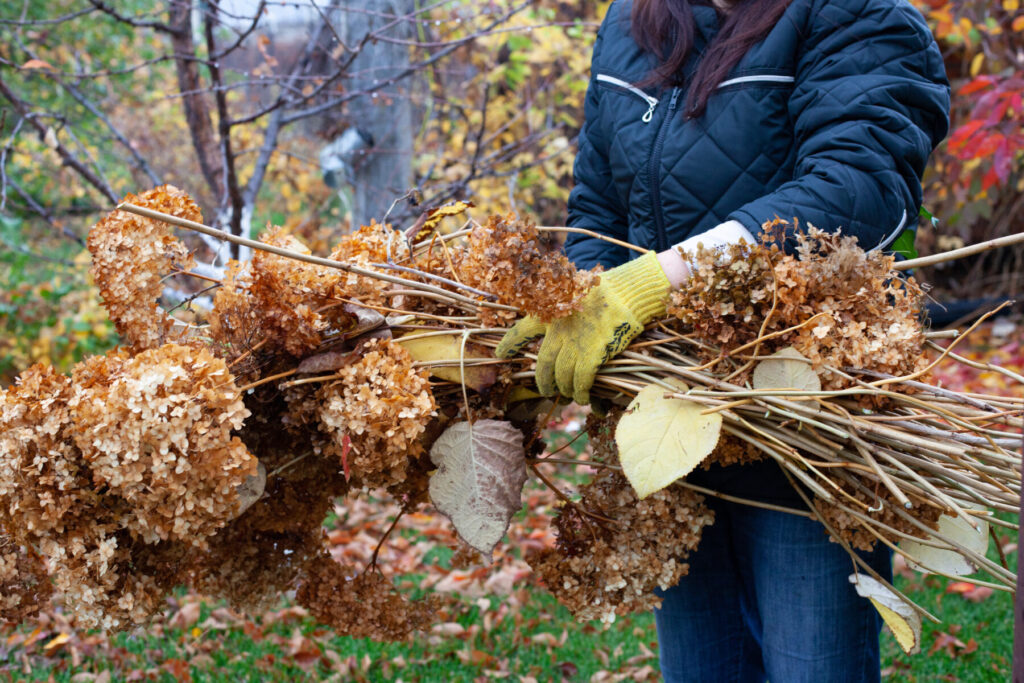 Gardener holds bunch of cut hydrangea stems after pruning