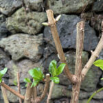 Hydrangea with leaf nodes showing a healthy pair of buds