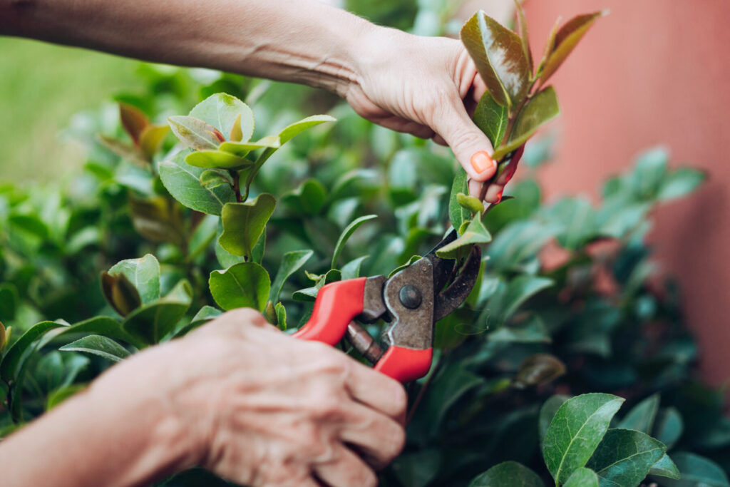 Pruning Camellias