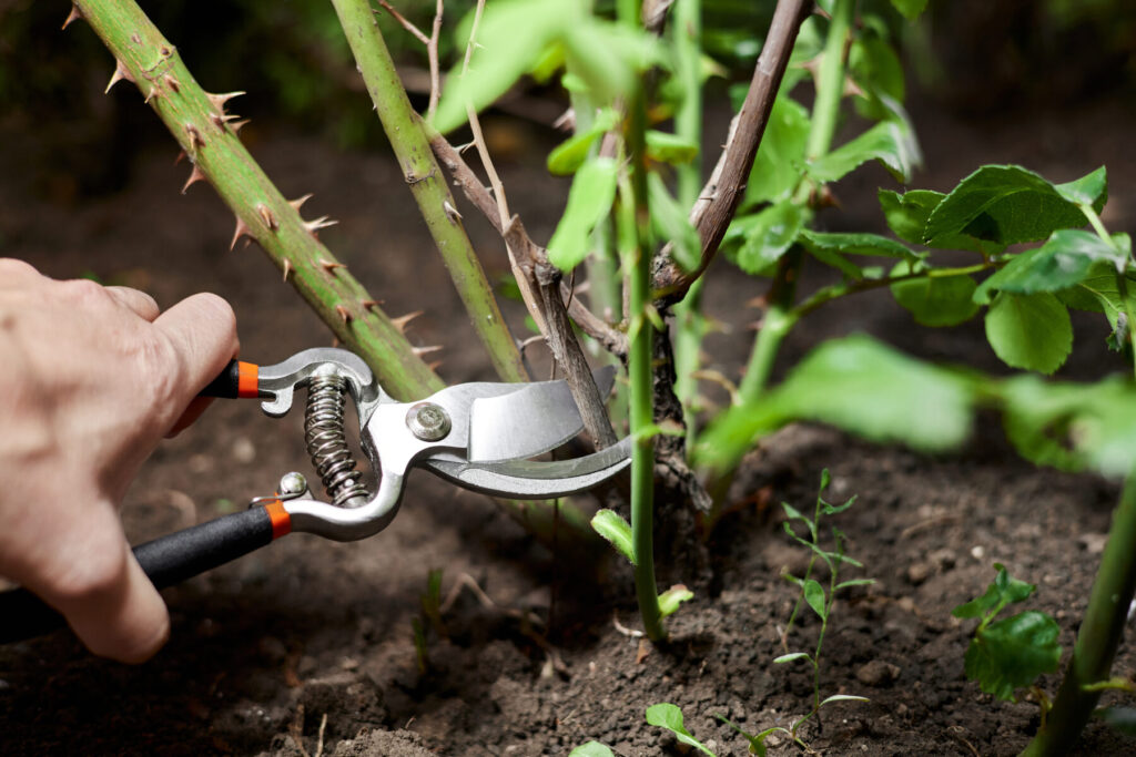 Pruning rose bush by removing 3Ds