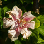 Wilted hibiscus flower
